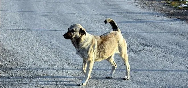 Köpek saldırılarında emsal gibi karar! Açtığı davaları kazandı