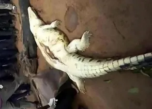 Timsahın karnından çıkanlar şoke etti! Akıllara durgunluk veren olay...