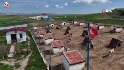 Kangal köpeğine talebi arttı