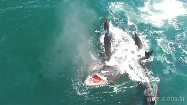 Son dakika: Yeryüzündeki en büyük hayvan bulundu! Böylesi daha önce görülmedi! Tam 98 milyon yıllık! Görenler şokta 18