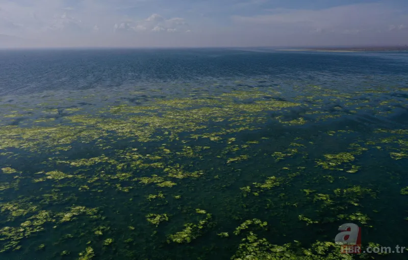 CHP'li Tunç Soyer'in "Yüzülebilir hale gelecek" dediği İzmir Körfezi çevre felaketi uyarısı veriyor 18
