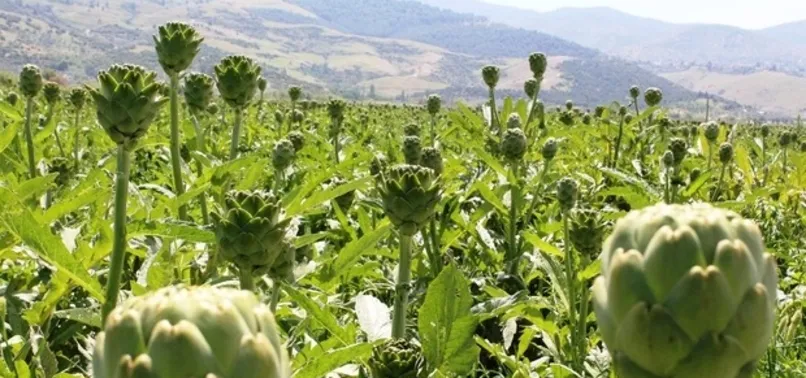 Enginar ne zaman çıkar, ekilir? Enginar hangi mevsimde yetişir?