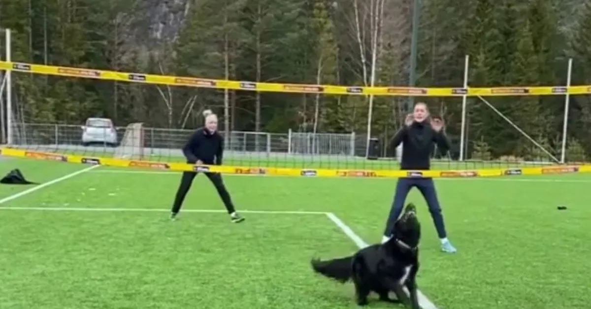 Köpek voleybolculara taş çıkarttı! Bu görüntüler sosyal medyayı salladı |Video