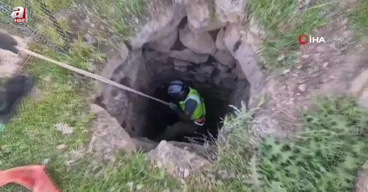 Eruh’ta kuyuya düşen dana kurtarıldı