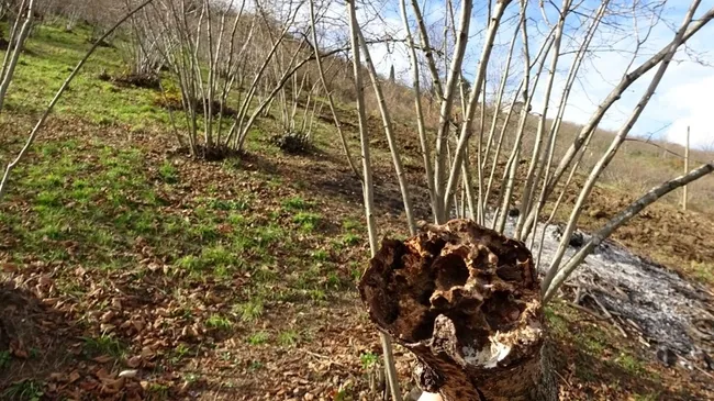 Trabzon’da 'Drakula' böceğinin tehdit ettiği ağaçlar yakılıyor: 7 mahalle karantinada - 7