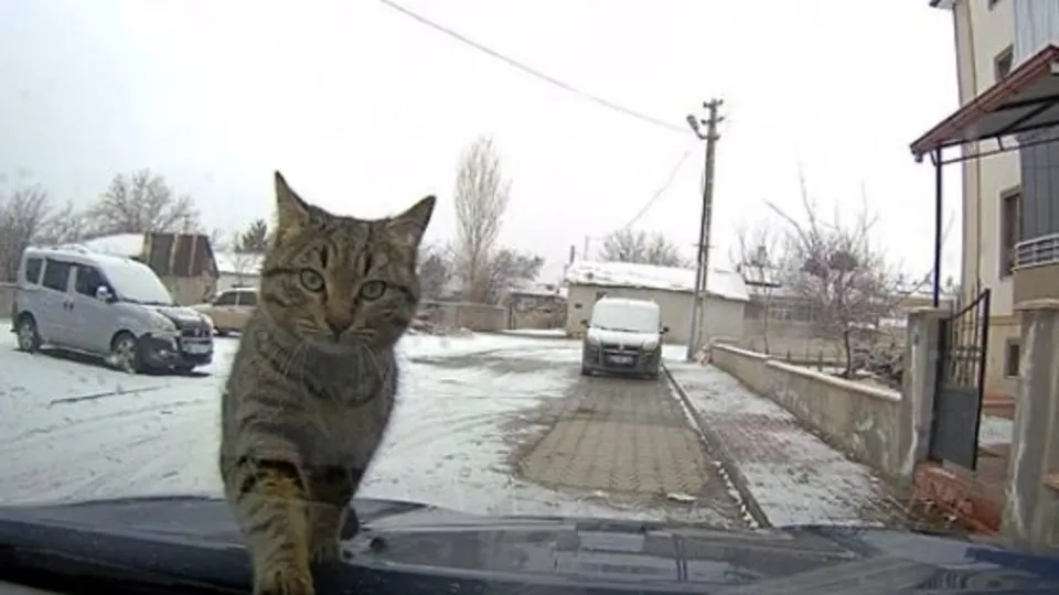 Sevimli kedi araç kamerasında