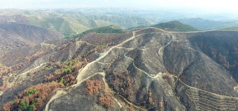Bakan Pakdemirli: Hatay'daki yangının izlerini hızlıca siliyoruz