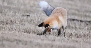 Ardahan’da kızıl tilkinin fare avı