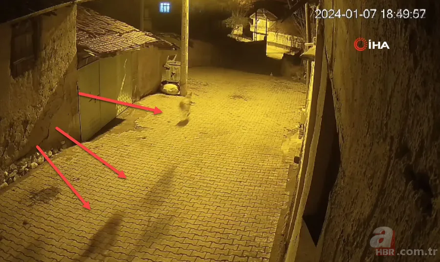 Kurt ile sokak köpekleri karşı karşıya! Böyle kovaladılar 2