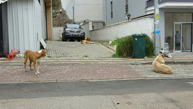 Bursa'da kadın kucağındaki bebekle 20 köpeğin saldırısına uğradı - 6