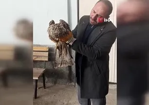 Yaralı kartal koruma altına alındı