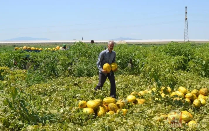 Ücretsiz dağıtıldı duyan akın etti! 220 dönümlük arazide rekor hasat! Üreticiler 600 tonu gözden çıkardı: Araçlarla gelip topladılar 7