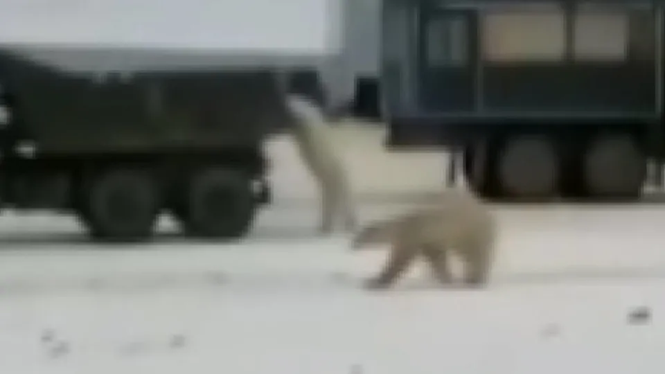 Son dakika: Şantiyede ayı paniği kamerada! Saldırıp yakaladıklarını yediler