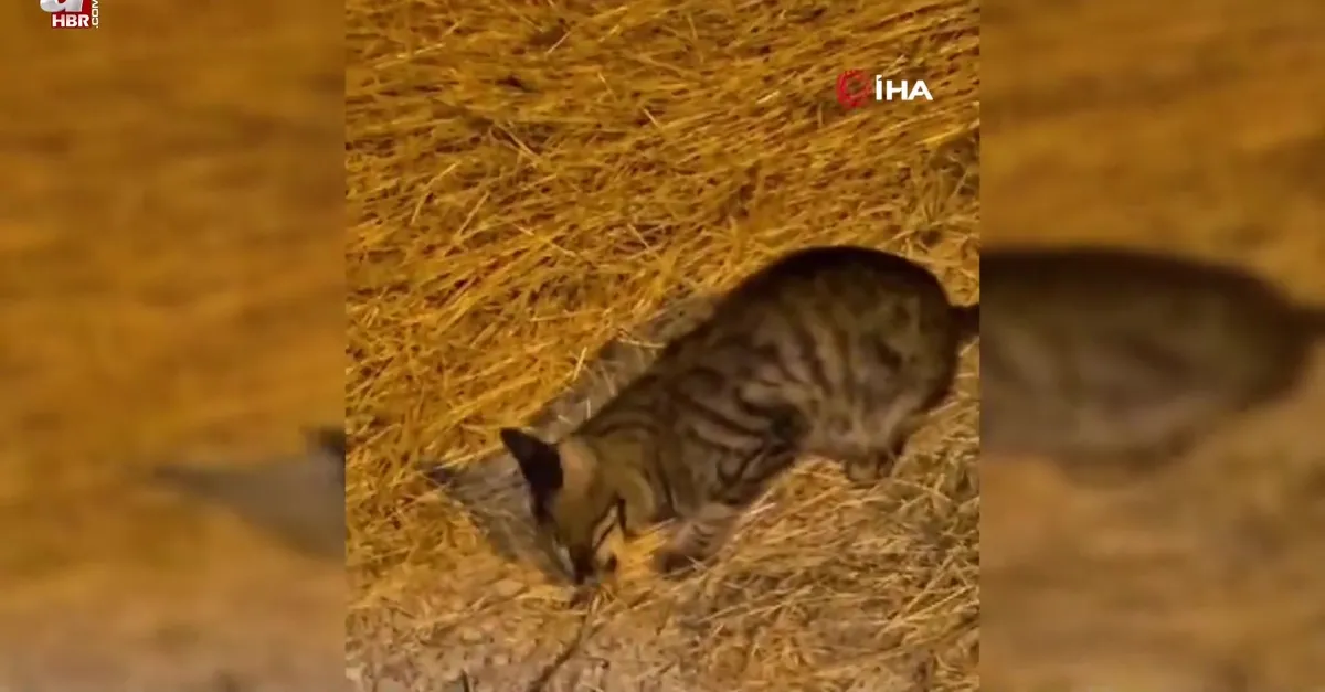 Zehirli sarıkız örümceği ile kedinin mücadelesi kamerada