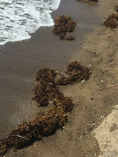 İzmir'de yeni felaket! Vatandaşlardan CHP'ye Sargassum tepkisi - 2