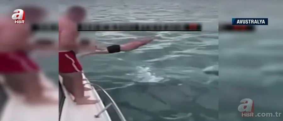 Katil balinaların üzerine balıklama atladı! Bedelini ağır ödedi 4