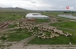 ‘Kangal akkaraman’ koyununda doğum oranını arttırdı