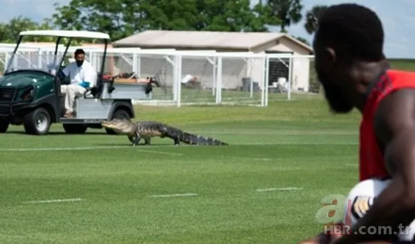 Sürücülerin kabusu oldu! Geceleri ortaya çıkıp yola fırlıyor 22