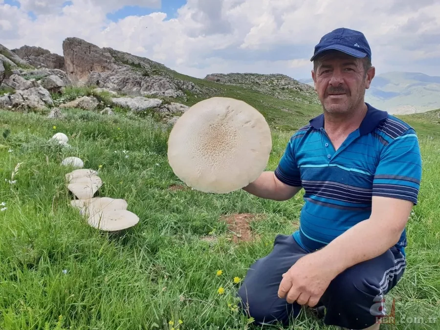 Gümüşhane’de görenleri şaşkına çeviren dev mantar! 3