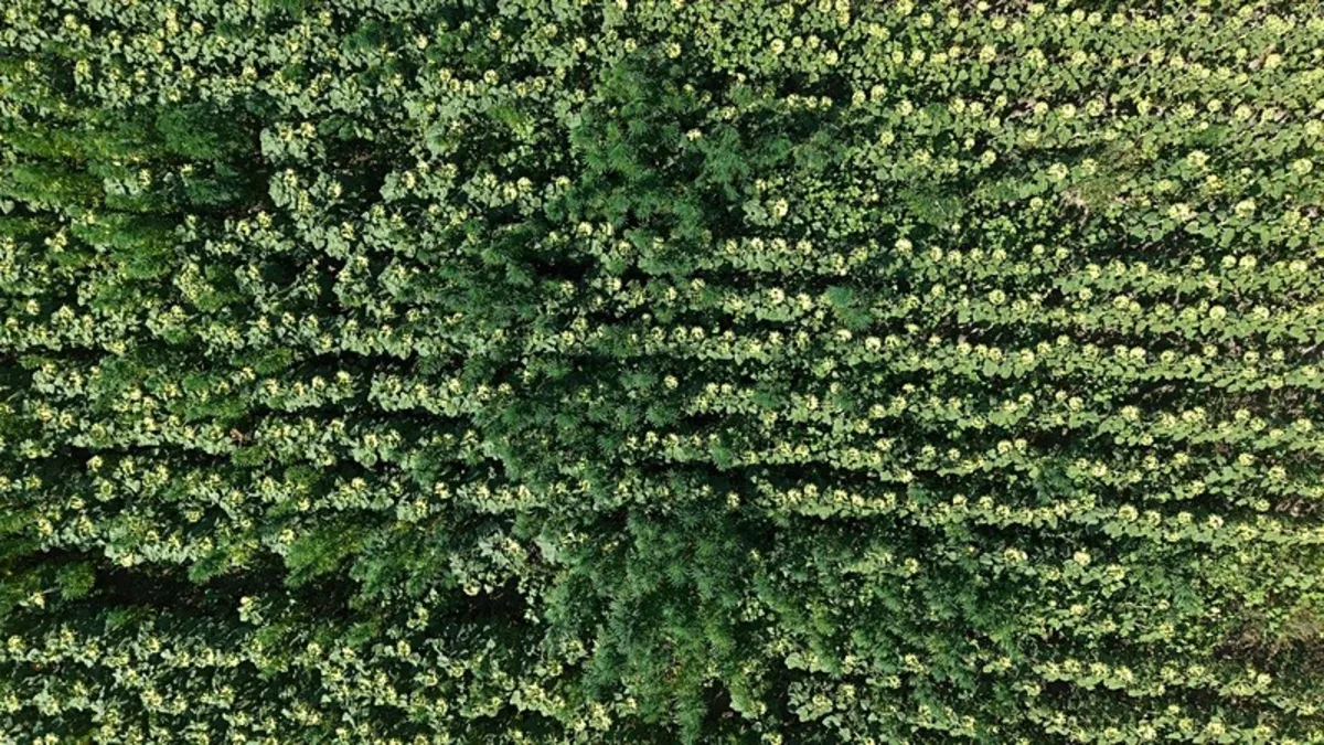Samsun'da binlerce kök kenevir ele geçirildi: 2 gözaltı kararı