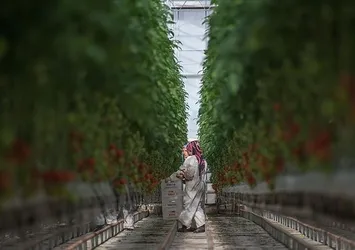 Üreticiye 'süper' teşvikler yolda