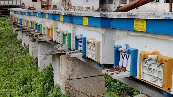 1708520082652.jpeg Korkutan olay! Kış uykusuna yatamadılar toplu halde ölüyorlar - 5