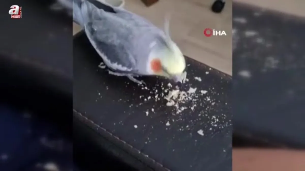 Kayıp papağanı 'Duman' için yollara düştü