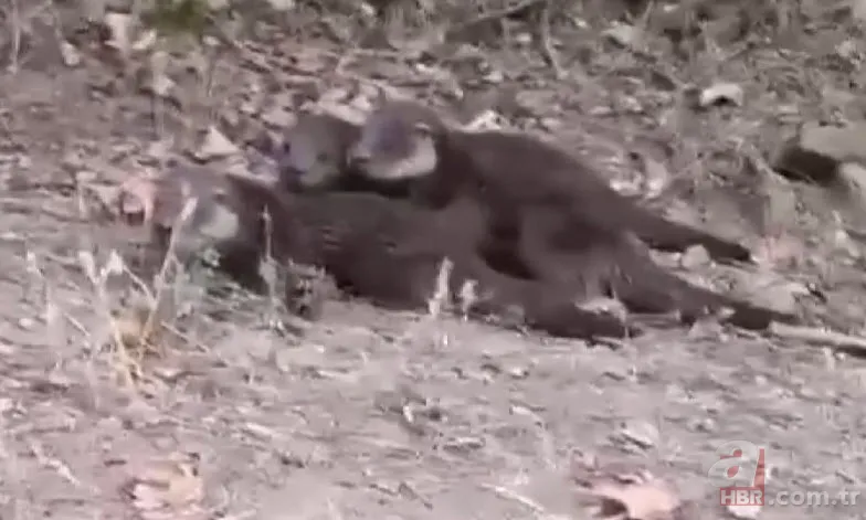 Nesli tükenmekte! Nadir görülen kızıl geyik Bursa'da böyle görüntülendi 4
