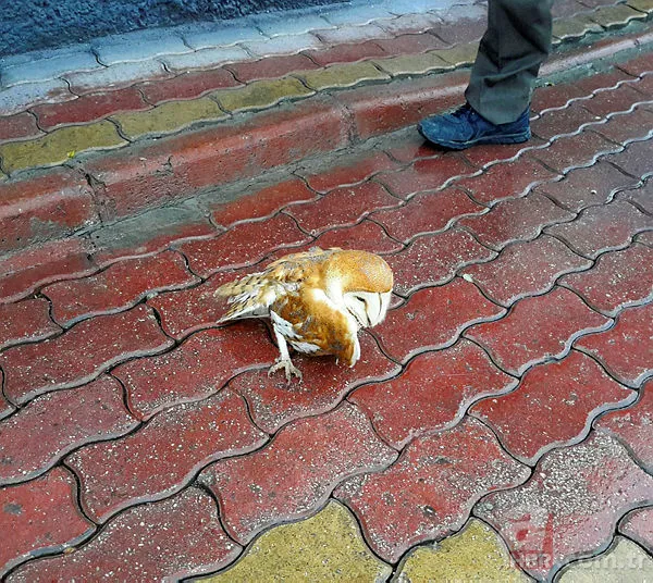 Koronavirüs nedeniyle sokağa çıkmak yasaklanmıştı! Sokakta yıllardır görülmeyen misk kedisi görüntülendi 13