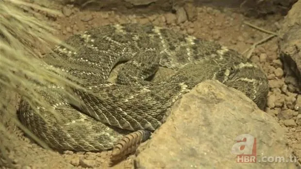 Otomobilde yılan paniği 9