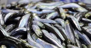 Çocuklara haftada 2 kez yedirin