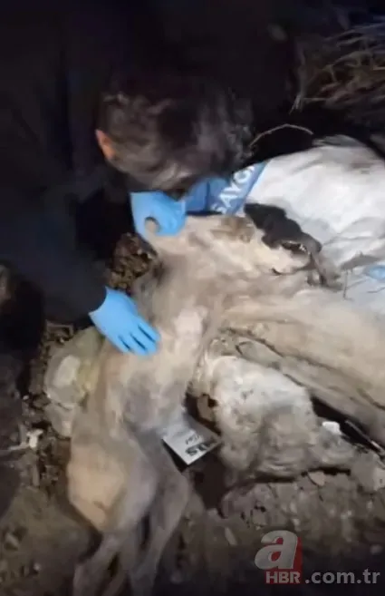 40 köpek vahşice öldürülüp çöpe atıldı! Sorumlusu CHP’li Edremit Belediyesi mi? 2