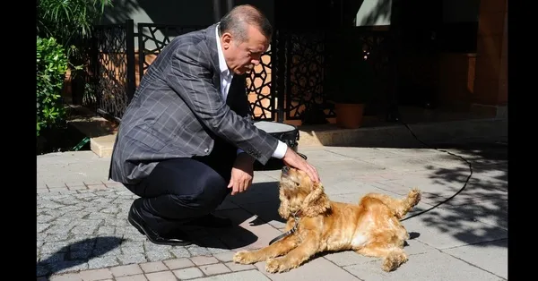 baskan-erdogan-sokak-hayvanlari-talimatini-yineledi-81-ile-barinaklar-ve-rehabilitasyon-merkezleri-kurulacak-1652359016800.jpg Başkan Erdoğan 'sokak hayvanları' talimatını yineledi! 81 ile barınaklar ve rehabilitasyon merkezleri kurulacak - 4