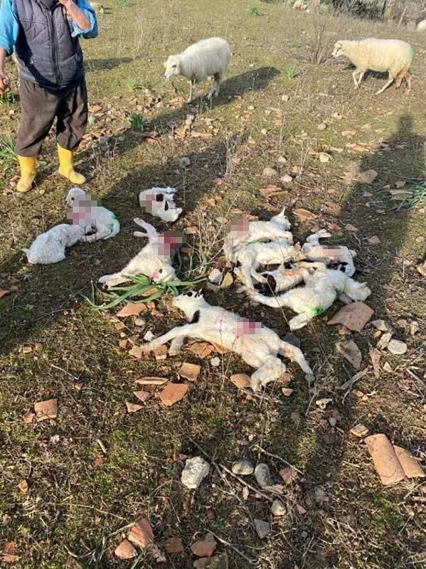 1707118506787.jpeg Çanakkale'de başıboş sokak köpeği dehşeti! Ağıla girdi dehşet saçtı: 10 kuzu telef oldu - 4
