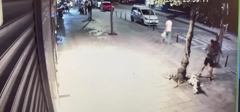 İstanbul’da pitbull dehşeti! Ağızlıksız gezdirilen köpek uyuyan kediyi öldürdü