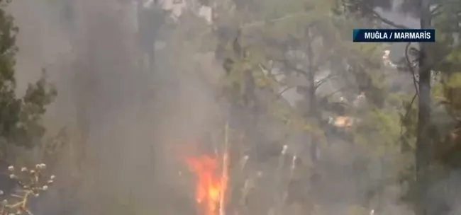 Kızıl Çam ormanları kül oluyor! A Haber’de tüm Türkiye mesaj: Ormanlarımıza sahip çıkalım