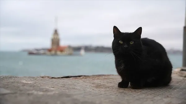 ruyada-kedi-gormek-ne-anlama-geliyor-kedi-gormek-ruya-tabirleri-1622595402988.jpg Rüyada kedi görmek ne anlama geliyor? Kedi görmek rüya tabirleri - 6