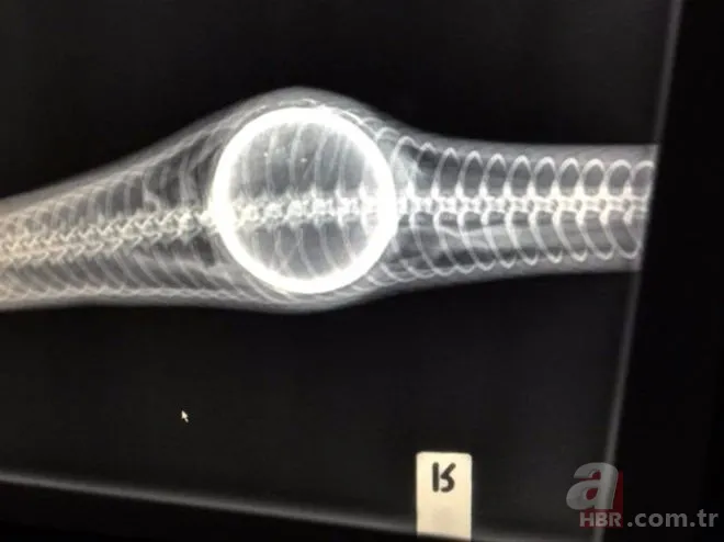 Karaya vuran balinanın karnından öyle bir şey çıktı ki... Akılalmaz olay 27