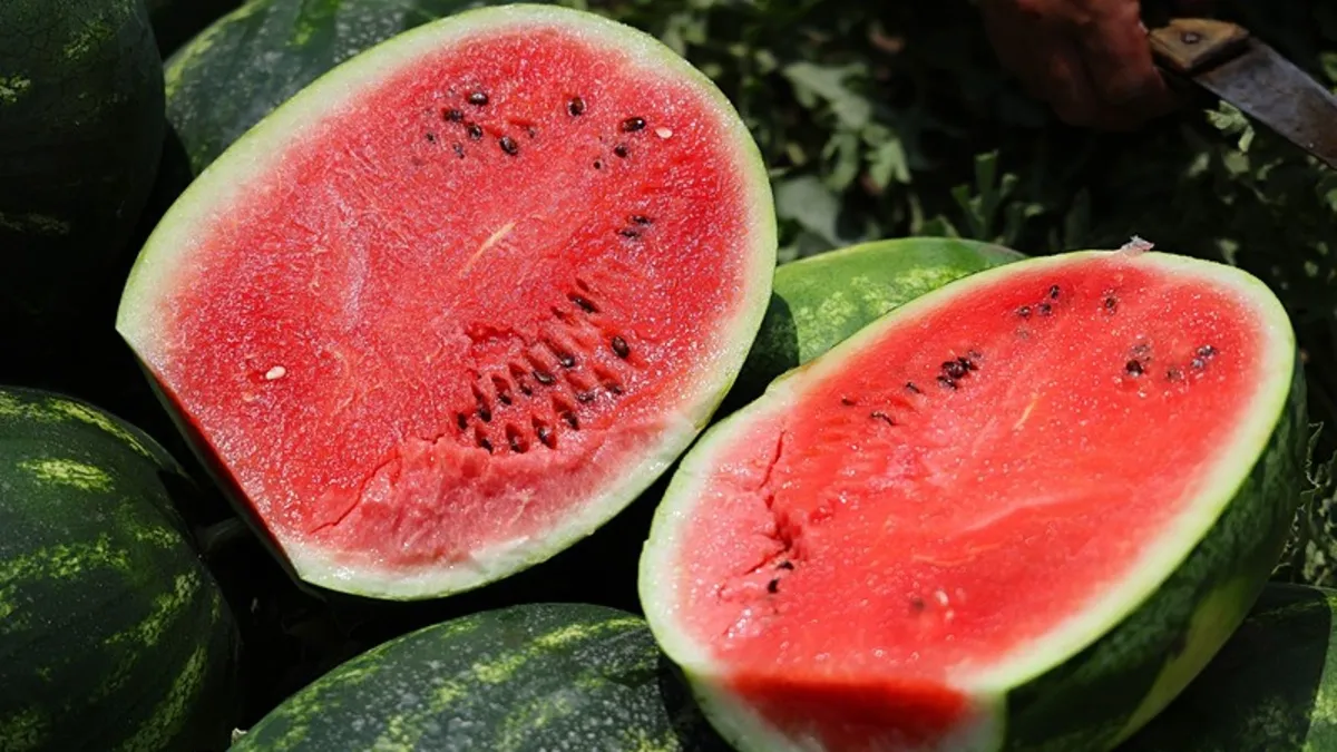 Karpuzun kilosu tarlada 7 liraya geriledi