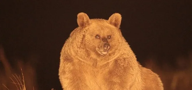 Kars’ta yürütülen araştırmalarda boz ayıların göç ettiği ilk kez ortaya çıktı
