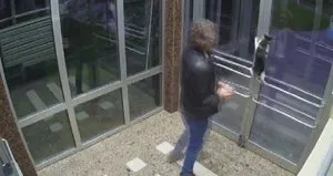 Kedi düşmanı gözaltında!
