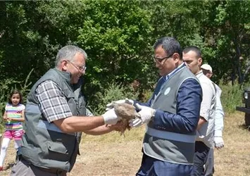 Giresun’da doğaya 25 bin kınalı keklik salındı