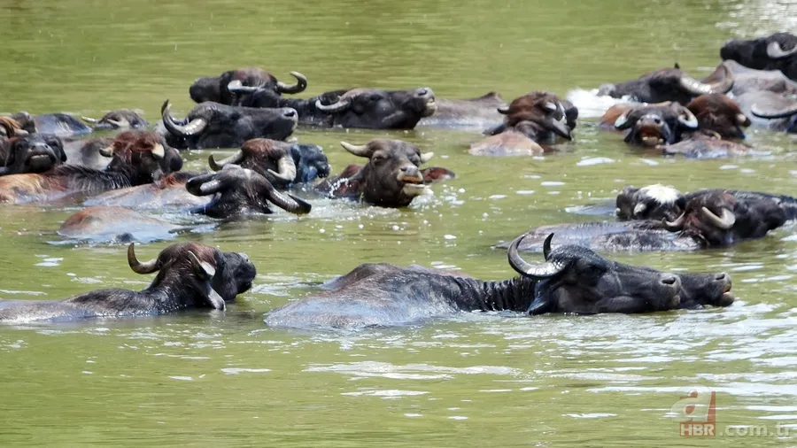 Muş’ta mandaların serinlemek için nehre girdiği anlar renkli görüntüler oluşturdu 6