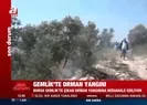 Gemlik’te orman yangını!