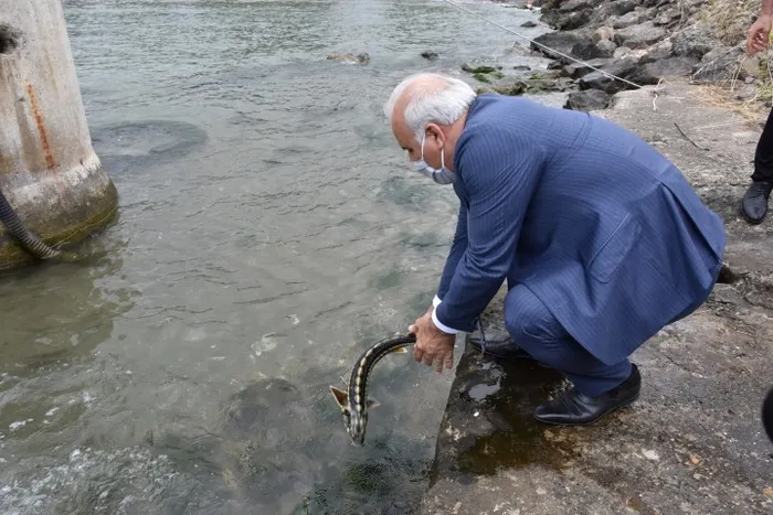 Nesli tükenmekte olan mersin balığı Karadeniz ile buluştu - 3