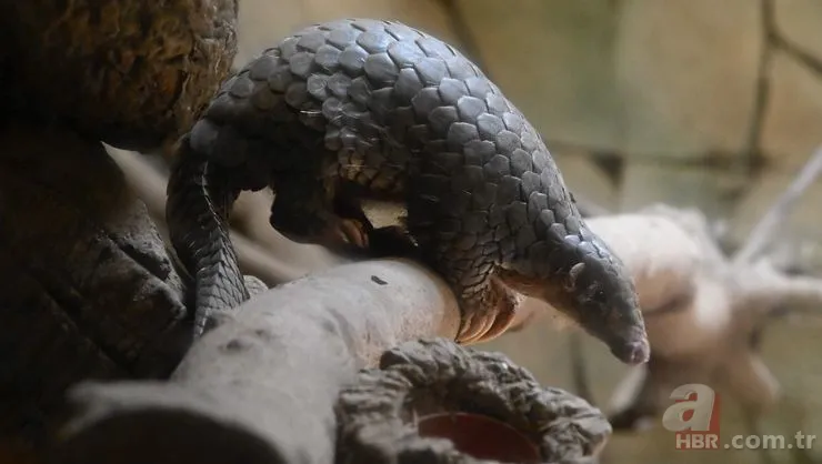 Pangolin koronavirüs taşıyıcısı çıktı! İşte Pangolinlerin yaşadığı ülkeler ve bölgeler... 7