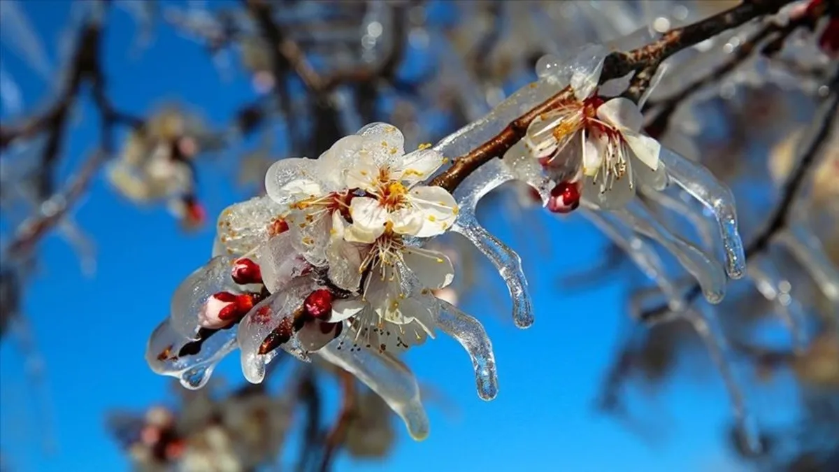 Tekirdağ'da zirai dondan etkilenen çiftçilere 46 milyon lira destekleme