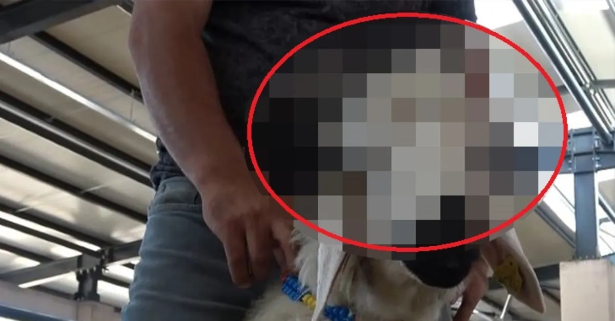 Kurban pazarında hayrete düşüren koç! Gören dönüp bir daha baktı! Kimse yanaşmıyor