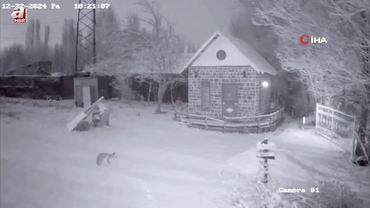 Tilki kümesten tavuğu alıp kaçtı