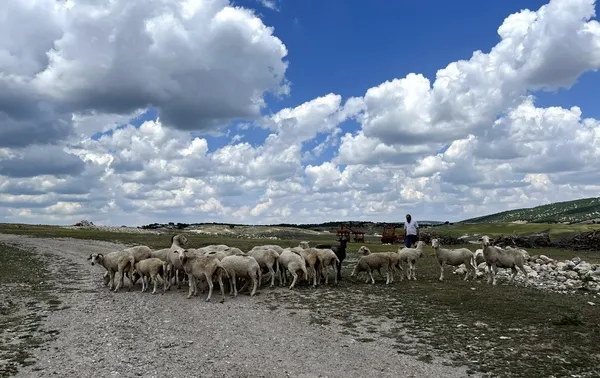 eskisehirde-akilalmaz-olay-sattigi-koc-5-gun-sonra-geri-dondu-1655797648398.jpg Eskişehir’de akılalmaz olay! Sattığı koç 5 gün sonra geri döndü - 3